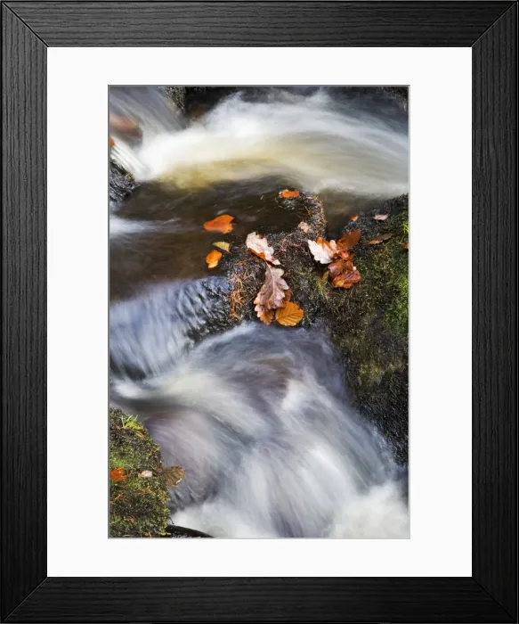 Framed Print : Autumn leaves in Posforth Gill, Bolton Abbey, Yorkshire, England, United Kingdom, Europe Framed Print : Autumn leaves in Posforth Gill, Bolton Abbey, Yorkshire, England, United Kingdom, Europe