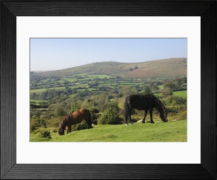 Framed Print : Ponies grazing on Dartmoor, Dartmoor National Park, Devon, England, United Kingdom Framed Print : Ponies grazing on Dartmoor, Dartmoor National Park, Devon, England, United Kingdom
