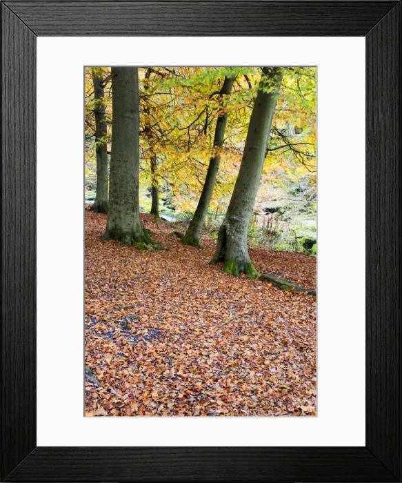 Framed Print : Autumn trees and fallen leaves in Strid Wood, Bolton Abbey, Yorkshire, England Framed Print : Autumn trees and fallen leaves in Strid Wood, Bolton Abbey, Yorkshire, England