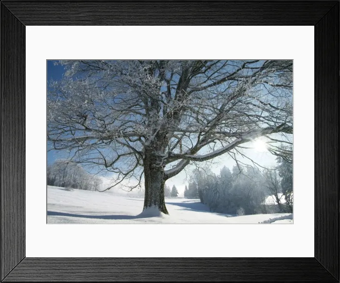 Framed Print : Winter landscape at Thurner, Black Forest, Baden-Wurttemberg, Germany, Europe Framed Print : Winter landscape at Thurner, Black Forest, Baden-Wurttemberg, Germany, Europe