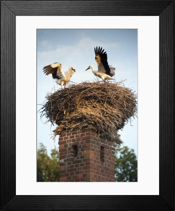 Framed Print : Storks on top of chimney in town of Lenzen, Brandenburg, Germany, Europe Framed Print : Storks on top of chimney in town of Lenzen, Brandenburg, Germany, Europe