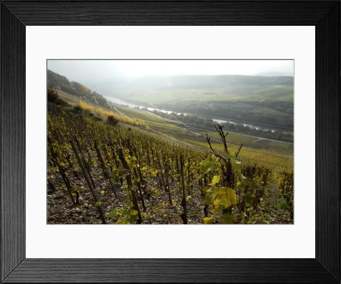 Framed Print : Vineyard near Saarburg, Saar Valley, Rhineland-Palatinate, Germany, Europe Framed Print : Vineyard near Saarburg, Saar Valley, Rhineland-Palatinate, Germany, Europe