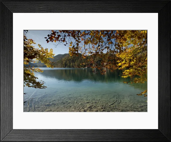 Framed Print : Autumn colours at alpine Alpsee Lake, Schwangau, Bavaria, Germany, Europe Framed Print : Autumn colours at alpine Alpsee Lake, Schwangau, Bavaria, Germany, Europe