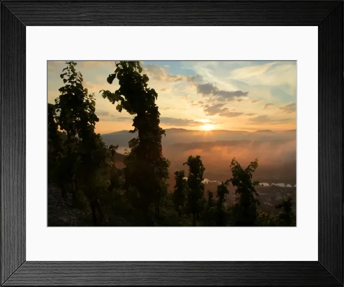 Framed Print : Sunrise at vineyard, Saarburg, Rhineland-Palatinate, Germany, Europe Framed Print : Sunrise at vineyard, Saarburg, Rhineland-Palatinate, Germany, Europe