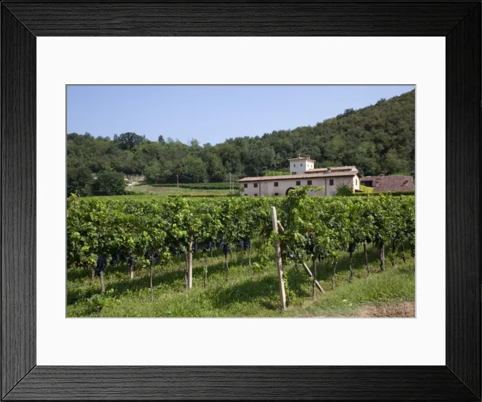 Framed Print : Vineyard near Parma, Emilia Romagna, Italy, Europe Framed Print : Vineyard near Parma, Emilia Romagna, Italy, Europe