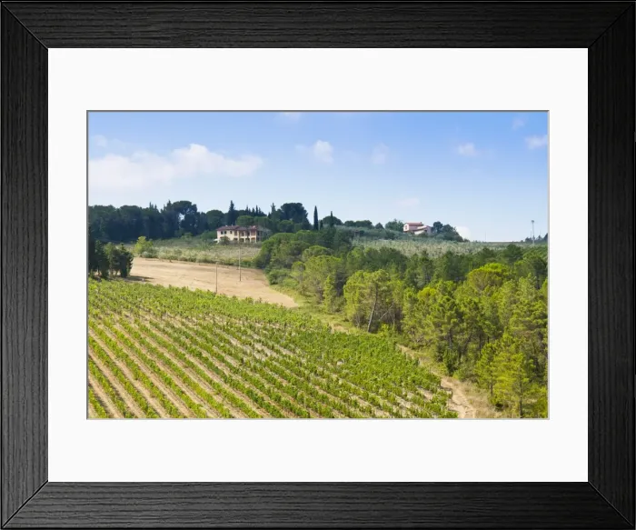 Framed Print : Vineyard, Strada in Chianti, Chianti area, Firenze province, Tuscany, Italy, Europe Framed Print : Vineyard, Strada in Chianti, Chianti area, Firenze province, Tuscany, Italy, Europe