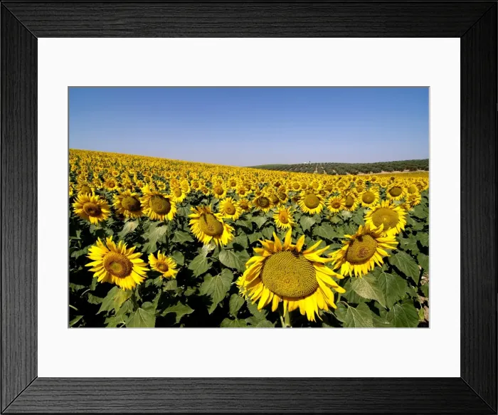 Framed Print : Sunflower field near Cordoba, Andalusia, Spain, Europe Framed Print : Sunflower field near Cordoba, Andalusia, Spain, Europe