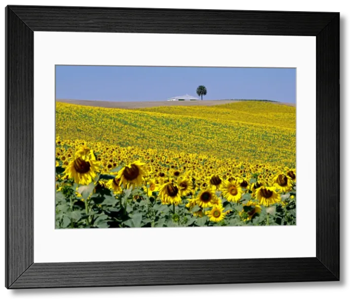 Framed Print : Sunflower field near Cordoba, Andalusia, Spain, Europe Framed Print : Sunflower field near Cordoba, Andalusia, Spain, Europe