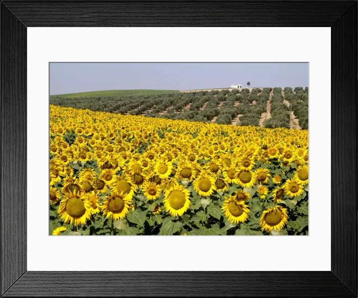 Framed Print : Sunflower field near Cordoba, Andalusia, Spain, Europe Framed Print : Sunflower field near Cordoba, Andalusia, Spain, Europe