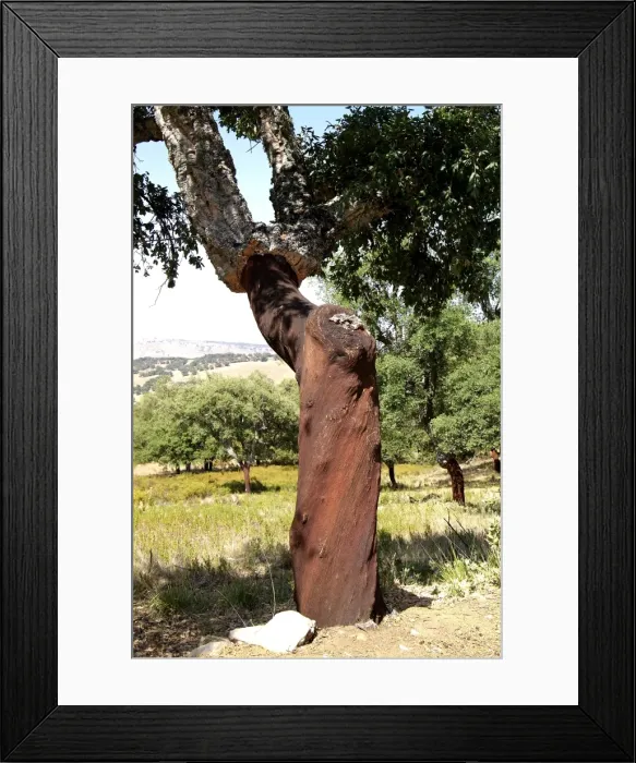 Framed Print : Cork oak, Grazalema, Sierra de Zafalgar, Andalusia, Spain, Europe Framed Print : Cork oak, Grazalema, Sierra de Zafalgar, Andalusia, Spain, Europe