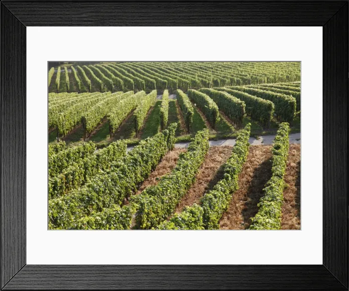 Framed Print : Vineyards near Machtum, Mosel Valley, Luxembourg, Europe Framed Print : Vineyards near Machtum, Mosel Valley, Luxembourg, Europe
