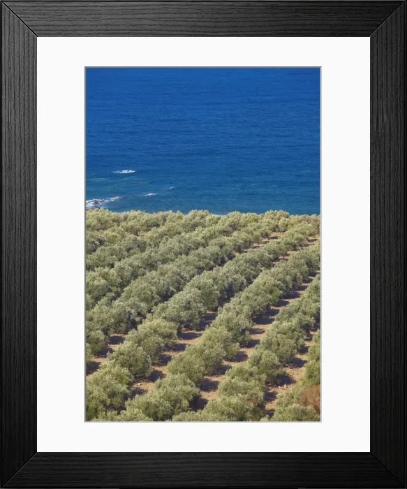 Framed Print : Olive groves, Chania, Crete, Greek Islands, Greece, Europe Framed Print : Olive groves, Chania, Crete, Greek Islands, Greece, Europe