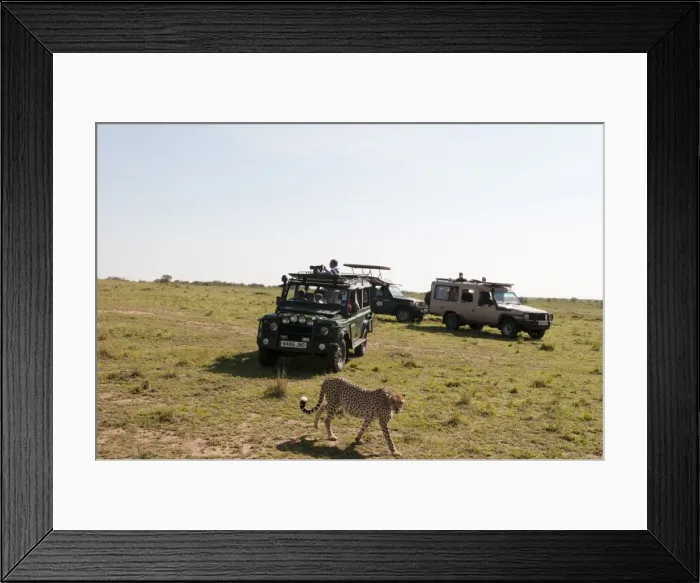 Framed Print : Cheetah, (Acynonix jubatus), Masai Mara, Kenya, East Africa, Africa Framed Print : Cheetah, (Acynonix jubatus), Masai Mara, Kenya, East Africa, Africa