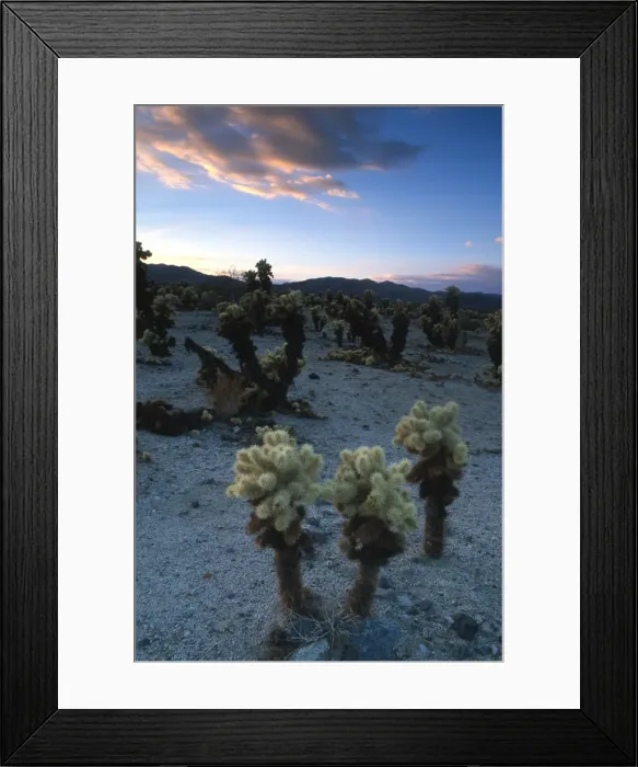 Framed Print : Joshua trees at sunset in Joshua Tree National Park, California, United States of America, North America Framed Print : Joshua trees at sunset in Joshua Tree National Park, California, United States of America, North America