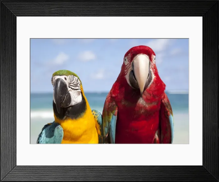 Framed Print : Colourful parrots, Punta Cana, Dominican Republic, West Indies, Caribbean, Central America Framed Print : Colourful parrots, Punta Cana, Dominican Republic, West Indies, Caribbean, Central America
