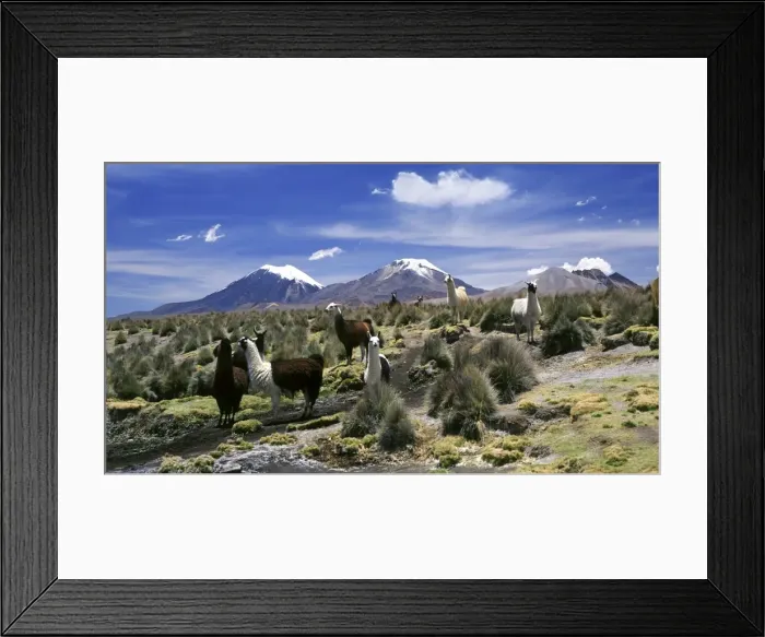 Framed Print : Llamas grazing in Sajama National Park with The Twins, the volcanoes of Parinacota and Pomerata in the background, Sajama, Bolivia, South America Framed Print : Llamas grazing in Sajama National Park with The Twins, the volcanoes of Parinacota and Pomerata in the background, Sajama, Bolivia, South America