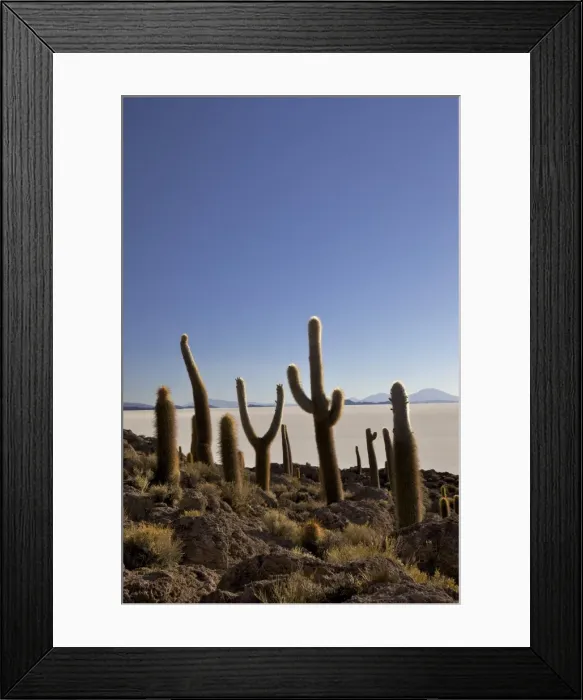 Framed Print : Cacti on Isla de los Pescadores, and salt flats, Salar de Uyuni, Southwest Highlands, Bolivia, South America Framed Print : Cacti on Isla de los Pescadores, and salt flats, Salar de Uyuni, Southwest Highlands, Bolivia, South America