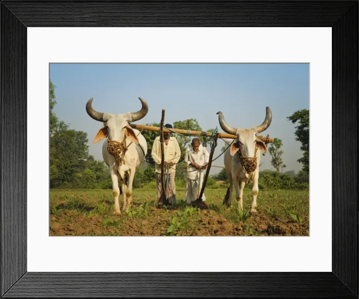 Framed Print : Farmers ploughing tobacco (Nicotiana) fields with traditional plough and cattle (Ankole-Watus), Gujarat, India, Asia Framed Print : Farmers ploughing tobacco (Nicotiana) fields with traditional plough and cattle (Ankole-Watus), Gujarat, India, Asia
