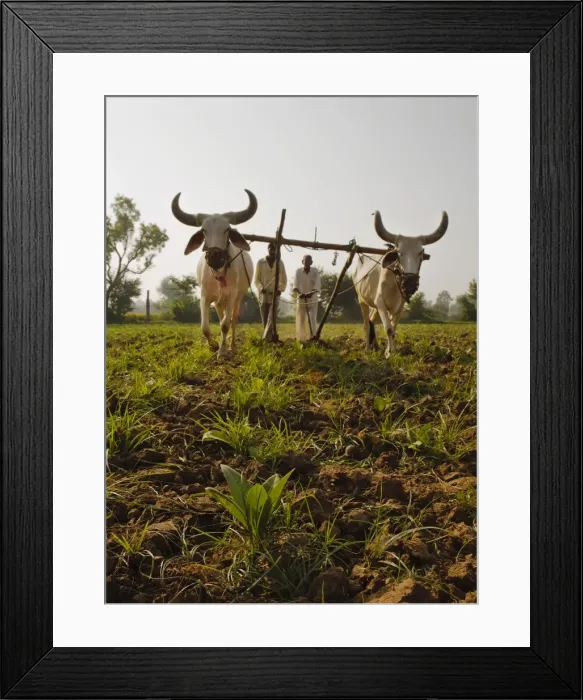 Framed Print : Young tobacco (Nicotiana) plants with traditional plough and cattle (Ankole-Watus), Gujarat, India, Asia