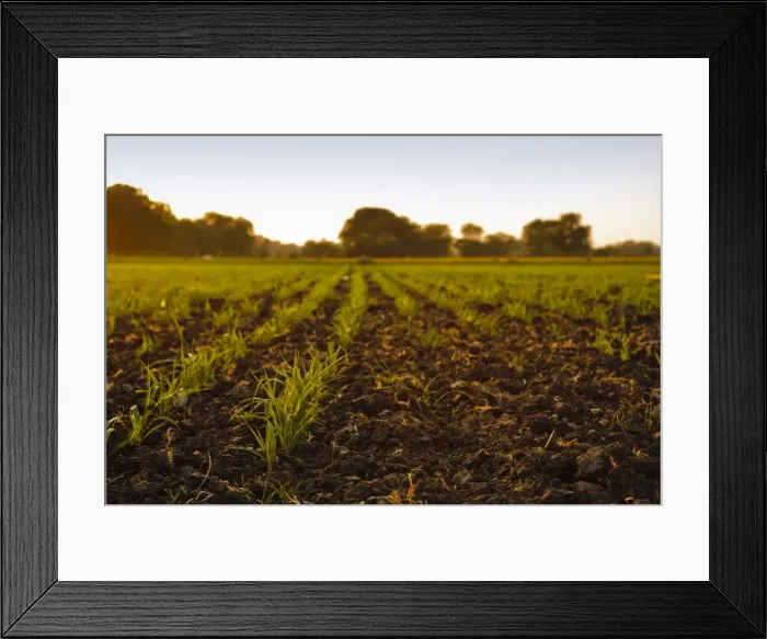 Framed Print : Young sugar cane crop (Saccharum officinarum) in field at sunset, Saijpur Ras, Gujarat, India, Asia Framed Print : Young sugar cane crop (Saccharum officinarum) in field at sunset, Saijpur Ras, Gujarat, India, Asia