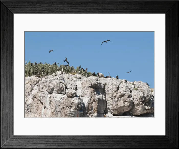 Framed Print : Magnificent frigate bird (Fregata magnificens), Isla Marietas National Park, UNESCO Biosphere Reserve, Puerto Vallarta, Jalisco, Mexico, North America Framed Print : Magnificent frigate bird (Fregata magnificens), Isla Marietas National Park, UNESCO Biosphere Reserve, Puerto Vallarta, Jalisco, Mexico, North America