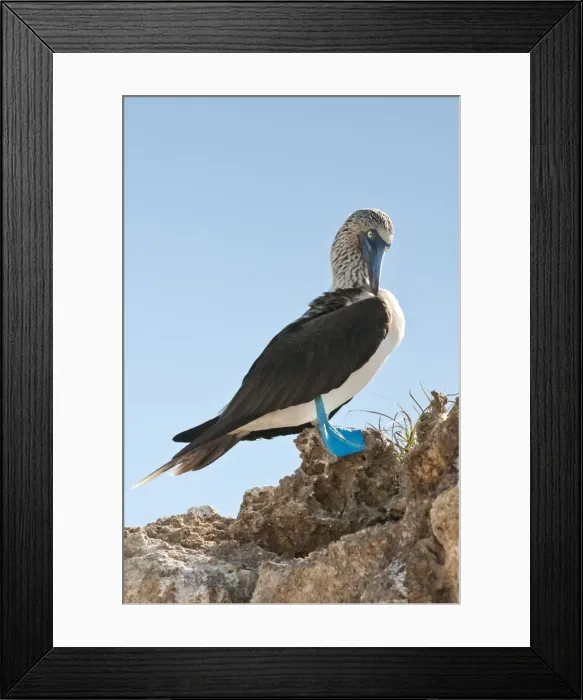 Framed Print : Blue-footed booby (Sula nebouxii), Isla Marietas National Park, UNESCO Biosphere Reserve, Puerto Vallarta, Jalisco, Mexico, North America