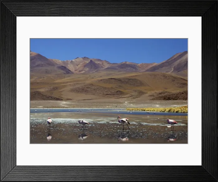 Framed Print : Flamingos drinking in a lagoon, South West Bolivia, South America Framed Print : Flamingos drinking in a lagoon, South West Bolivia, South America