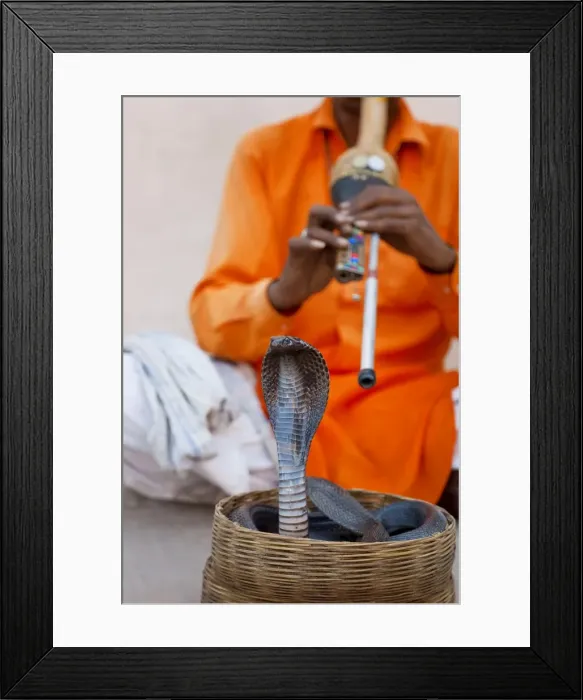 Framed Print : Cobra snake charmer outside the City Palace, Jaipur, Rajasthan, India, Asia Framed Print : Cobra snake charmer outside the City Palace, Jaipur, Rajasthan, India, Asia