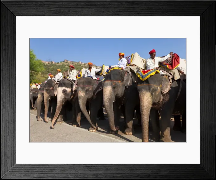 Framed Print : Elephants waiting to carry tourists at Amber Fort near Jaipur, Rajasthan, India, Asia Framed Print : Elephants waiting to carry tourists at Amber Fort near Jaipur, Rajasthan, India, Asia