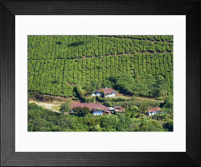 Framed Print : Tea plantation, Munnar, Kerala, India, Asia Framed Print : Tea plantation, Munnar, Kerala, India, Asia
