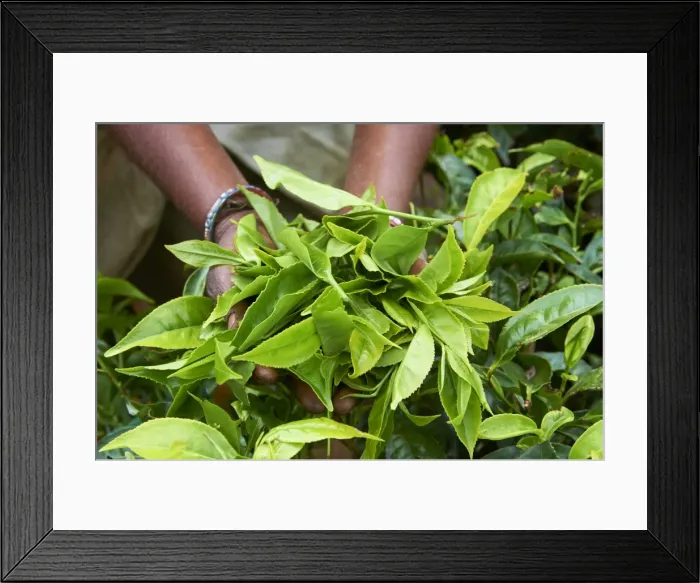 Framed Print : Tea, tea plantations, Munnar, Kerala, India Framed Print : Tea, tea plantations, Munnar, Kerala, India