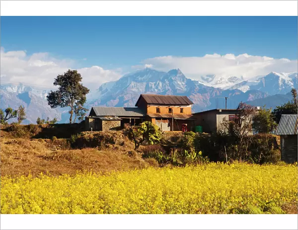 Mustard fields with the Annapurna Range of the Himalayas in the background, Gandaki, Nepal, Asia