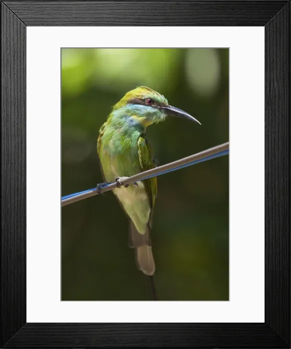 Framed Print : Green bee-eater (Merops orientalis ceylonicus) in Kumana National Park, formerly Yala East, Kumana, Eastern Province, Sri Lanka, Asia Framed Print : Green bee-eater (Merops orientalis ceylonicus) in Kumana National Park, formerly Yala East, Kumana, Eastern Province, Sri Lanka, Asia