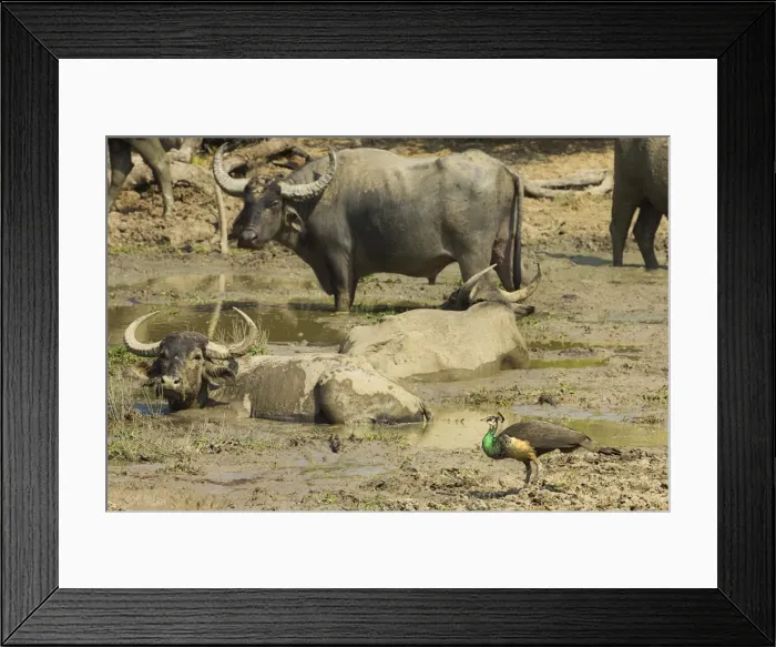 Framed Print : Female Indian peafowl dwarfed by big buffalo in Kumana National Park, formerly Yala East, Kumana, Eastern Province, Sri Lanka, Asia