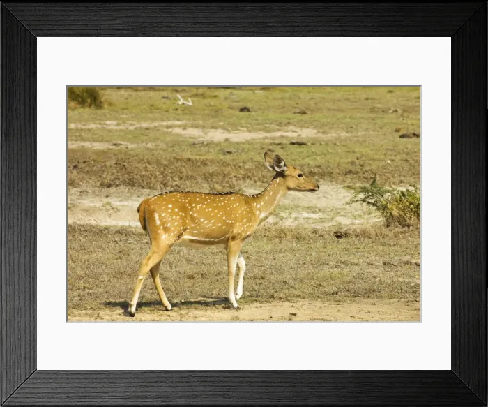 Framed Print : Sri Lankan axis deer or Ceylon spotted deer in Kumana National Park, formerly Yala East, Kumana, Eastern Province, Sri Lanka, Asia Framed Print : Sri Lankan axis deer or Ceylon spotted deer in Kumana National Park, formerly Yala East, Kumana, Eastern Province, Sri Lanka, Asia