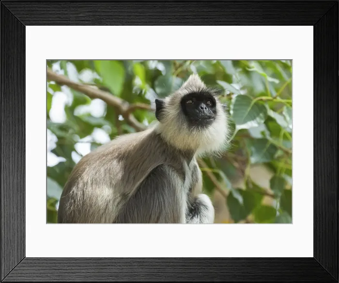 Framed Print : Grey (Hanuman) langur monkey in this sacred pilgrimage town, often seen begging at temples, Kataragama, Uva Province, Sri Lanka, Asia Framed Print : Grey (Hanuman) langur monkey in this sacred pilgrimage town, often seen begging at temples, Kataragama, Uva Province, Sri Lanka, Asia