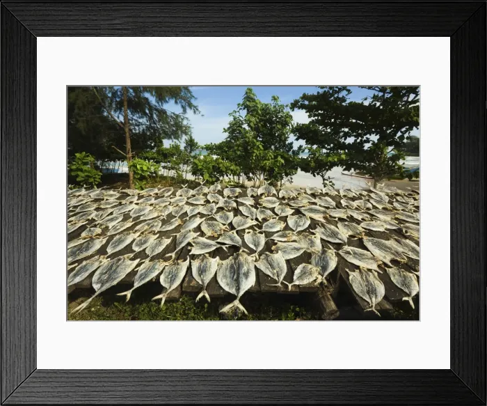 Framed Print : Fish drying in the sun at this south coast fishing bay and resort, Weligama, near Matara, Southern Province, Sri Lanka, Asia Framed Print : Fish drying in the sun at this south coast fishing bay and resort, Weligama, near Matara, Southern Province, Sri Lanka, Asia