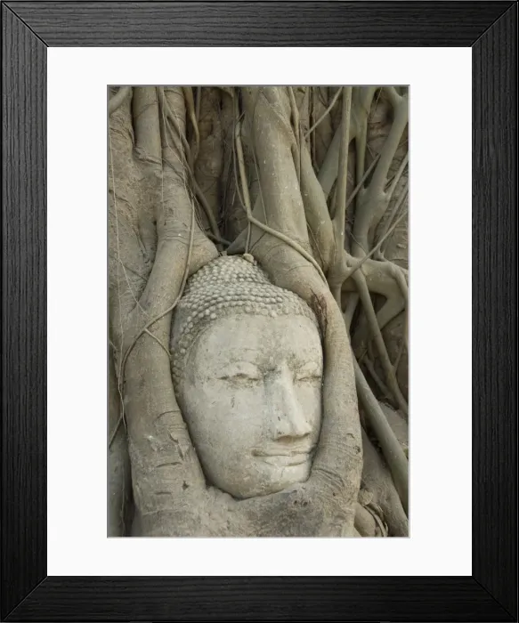 Framed Print : Buddha head, Wat Mahathat, Ayutthaya, UNESCO World Heritage Site, Thailand, Southeast Asia, Asia Framed Print : Buddha head, Wat Mahathat, Ayutthaya, UNESCO World Heritage Site, Thailand, Southeast Asia, Asia