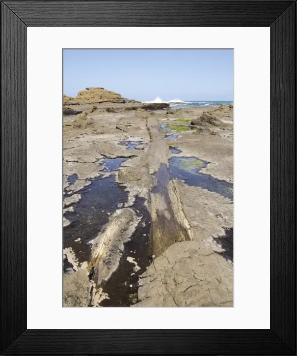 Framed Print : Curio Bay Fossilised Forest, Southland, South Island, New Zealand, Pacific Framed Print : Curio Bay Fossilised Forest, Southland, South Island, New Zealand, Pacific