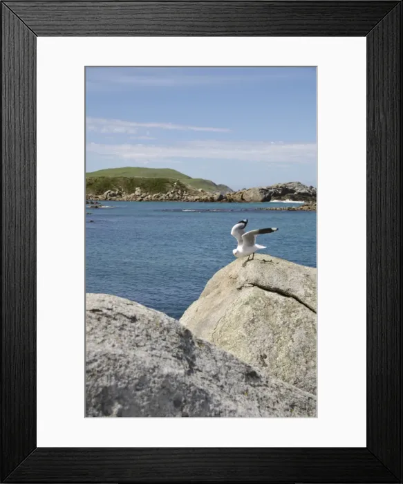 Framed Print : Cosy Point, South Island, New Zealand, Pacific Framed Print : Cosy Point, South Island, New Zealand, Pacific