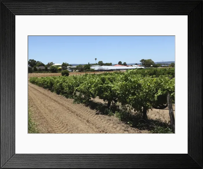 Framed Print : Vines ripen in a vineyard in the Swan Valley, a major wine producing area, near Guildford, Western Australia, Australia, Pacific Framed Print : Vines ripen in a vineyard in the Swan Valley, a major wine producing area, near Guildford, Western Australia, Australia, Pacific