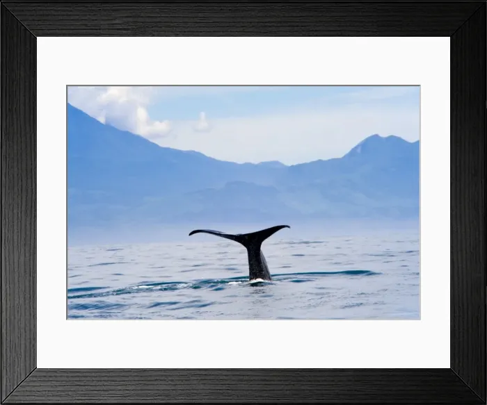 Framed Print : Kaikoura, South Island, New Zealand, Pacific Framed Print : Kaikoura, South Island, New Zealand, Pacific