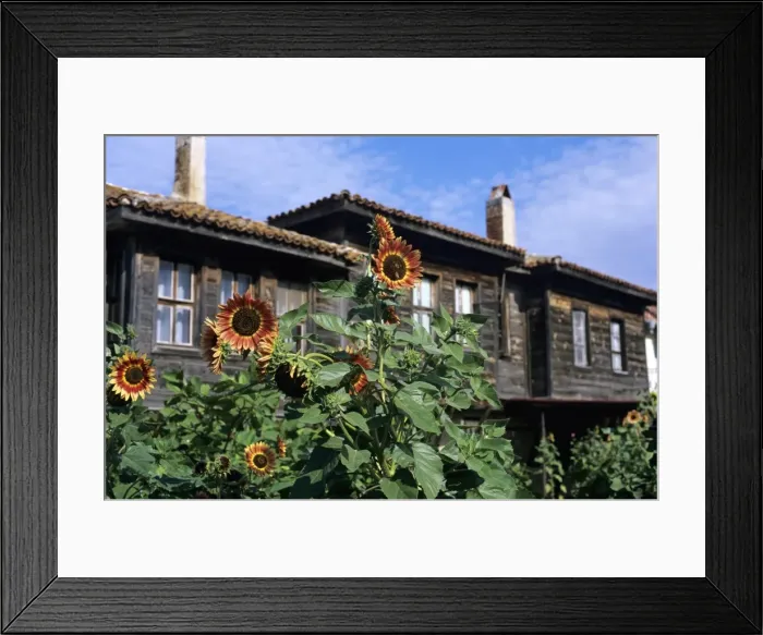 Framed Print : Sunflowers outside typical wooden houses, Nesebur (Nessebar), Black Sea coast, Bulgaria, Europe Framed Print : Sunflowers outside typical wooden houses, Nesebur (Nessebar), Black Sea coast, Bulgaria, Europe