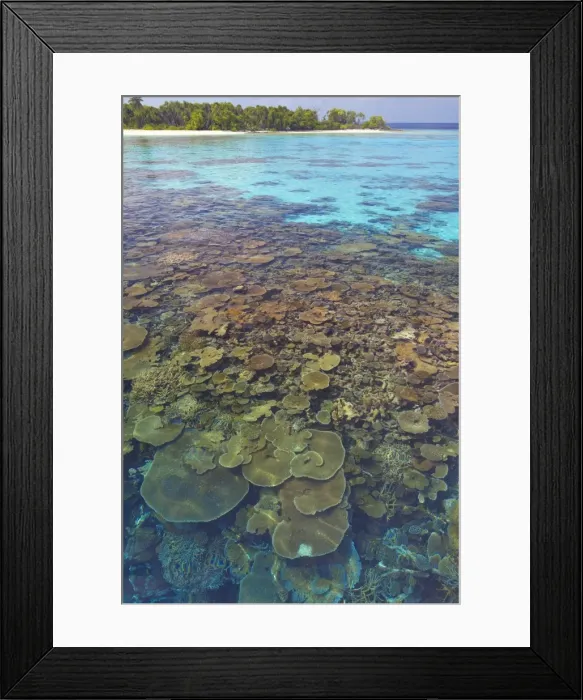 Framed Print : Coral plates, lagoon and tropical island, Maldives, Indian Ocean, Asia Framed Print : Coral plates, lagoon and tropical island, Maldives, Indian Ocean, Asia