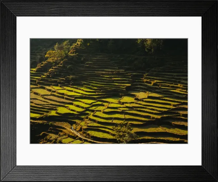Framed Print : Terraced rice fields, near Pokhara, Gandak, Nepal, Asia Framed Print : Terraced rice fields, near Pokhara, Gandak, Nepal, Asia