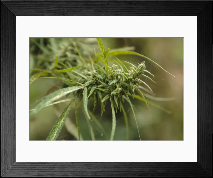 Framed Print : Cannabis (Cannabis Sativa) bud grown locally by villagers for recreational use, Pokhara, Nepal, Asia Framed Print : Cannabis (Cannabis Sativa) bud grown locally by villagers for recreational use, Pokhara, Nepal, Asia