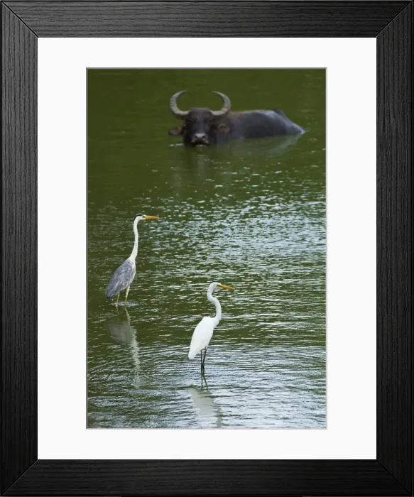 Framed Print : Great egret, grey heron and buffalo in a pond at Kumana National Park, formerly Yala East, Kumana, Eastern Province, Sri Lanka, Asia Framed Print : Great egret, grey heron and buffalo in a pond at Kumana National Park, formerly Yala East, Kumana, Eastern Province, Sri Lanka, Asia