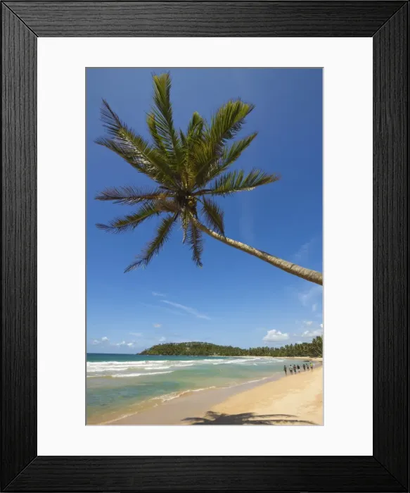 Framed Print : Palm tree and west point of the south coast whale watch surf beach at Mirissa, near Matara, Southern Province, Sri Lanka, Asia Framed Print : Palm tree and west point of the south coast whale watch surf beach at Mirissa, near Matara, Southern Province, Sri Lanka, Asia