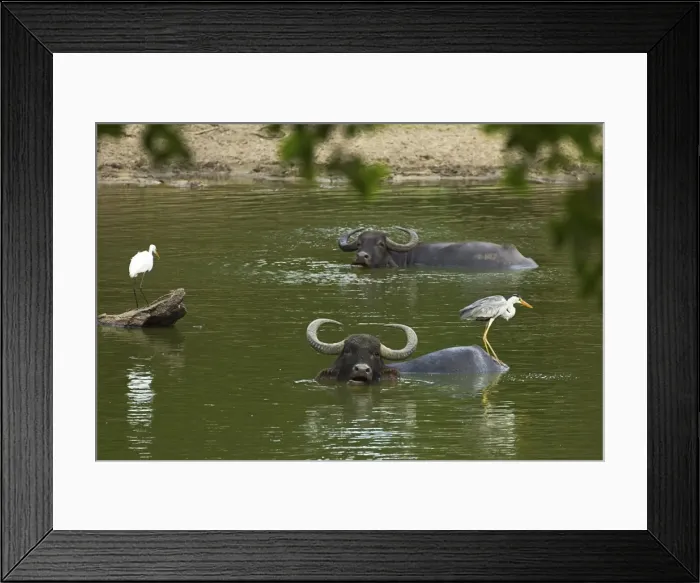 Framed Print : Great egret, grey heron and buffalo in a pond at Kumana National Park, formerly Yala East, Kumana, Eastern Province, Sri Lanka, Asia Framed Print : Great egret, grey heron and buffalo in a pond at Kumana National Park, formerly Yala East, Kumana, Eastern Province, Sri Lanka, Asia