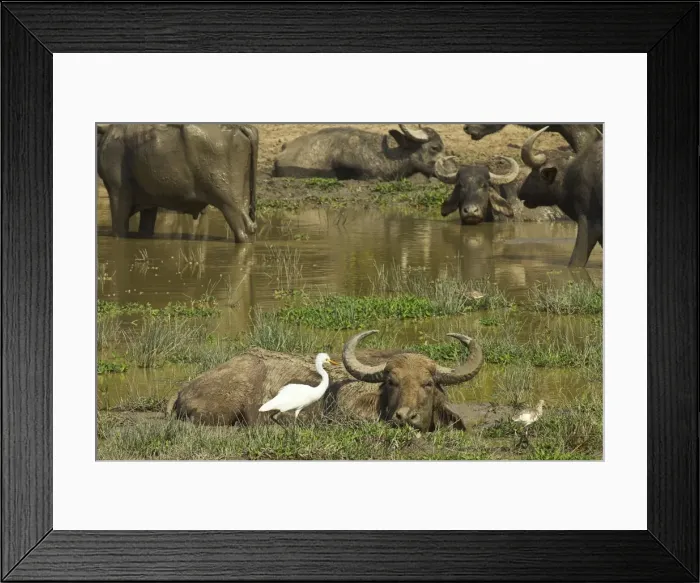 Framed Print : Great egret and little bittern wading by buffalo in Kumana National Park, formerly Yala East, Kumana, Eastern Province, Sri Lanka, Asia Framed Print : Great egret and little bittern wading by buffalo in Kumana National Park, formerly Yala East, Kumana, Eastern Province, Sri Lanka, Asia